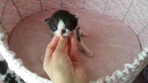 4/5生まれの子猫　シロクロ１