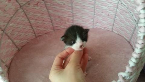 4/5生まれの子猫　シロクロ２