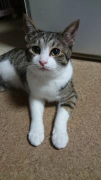 目がとてもキュートな女の子(蘭丸は弟)