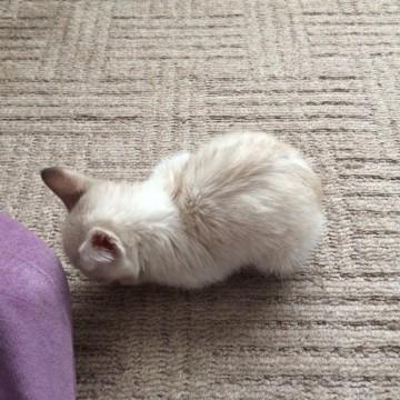 甘えん坊のヤンチャ坊主