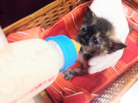 子猫の里親募集