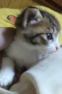 生後3週間程度のメスの子猫です。