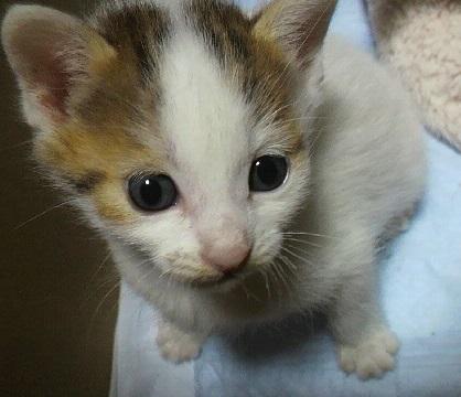 生後3週間程度のメスの子猫です。