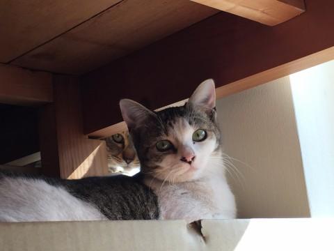 かわいい子デス^ ^