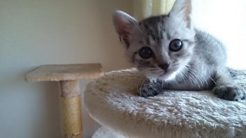 糸島市、捨て猫