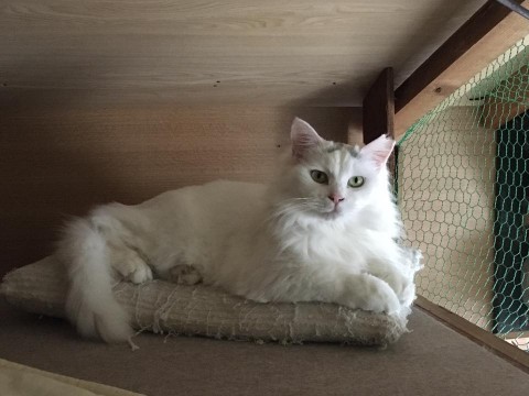 地域猫現場よりレスキューの綺麗な女の子