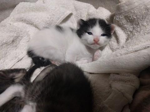 ハチワレちゃん