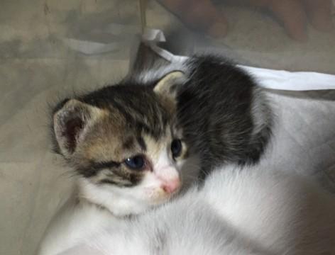 人懐こい白黒猫♫