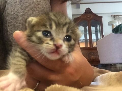 ダンボールで置かれてた子猫ちゃん
