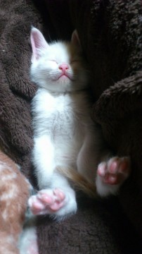 生後１月の仔猫です