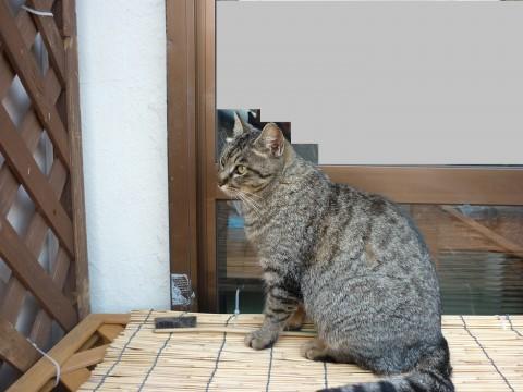 最高に可愛い子です