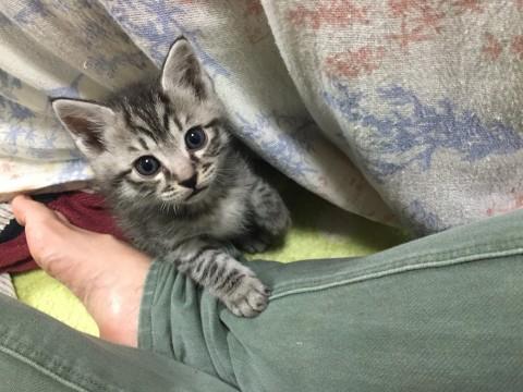 菊池市のヤンチャ猫