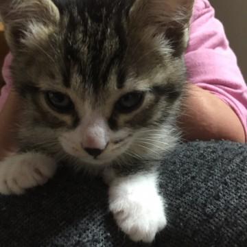菊池市の美人猫