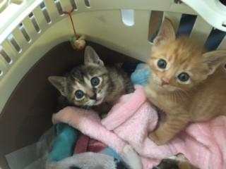 保健所よりレスキューサビの女の子