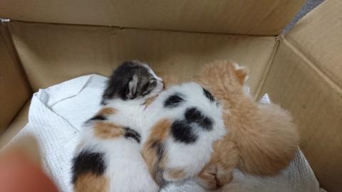 急募！助けてください