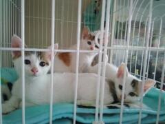 三兄弟(白キジ)