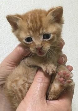 とってもかわいい茶トラ