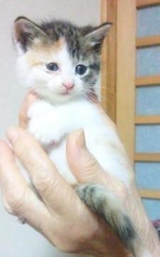 キュートな三毛ちゃん