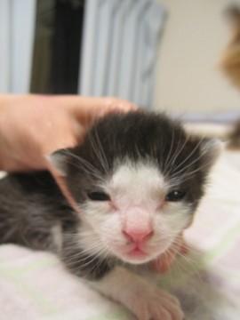 赤ちゃん黒白　授乳中　