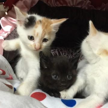可愛いい子猫達です♪