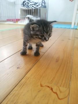 可愛いきじチャンです！