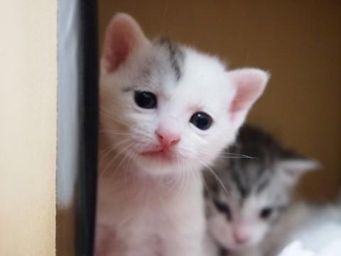 可愛い4兄弟「美桜」ちゃん♪