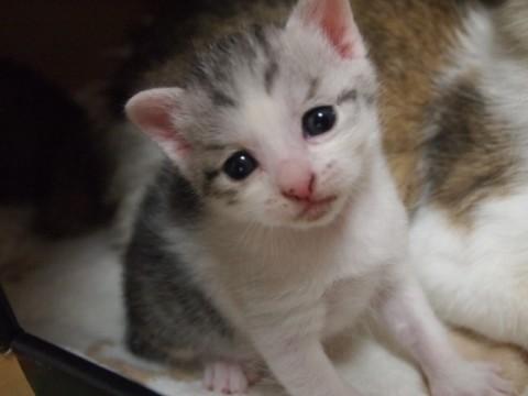 可愛い4兄弟「万桜」ちゃん♪