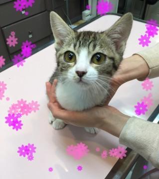 顔を見たらゴロゴロの甘えっ子です♪