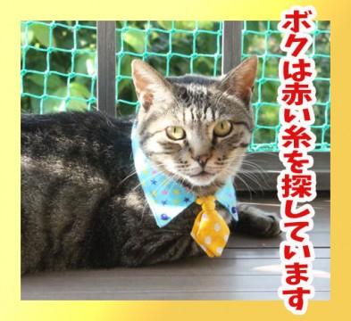 僕を家族にしてください。