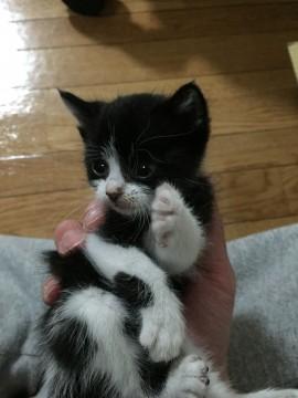 かわいい雄の子猫ちゃん