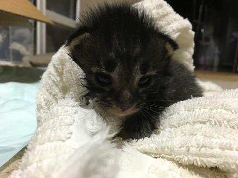 生後数日 可愛い黒猫です。