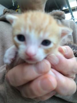 生後2週間です☆