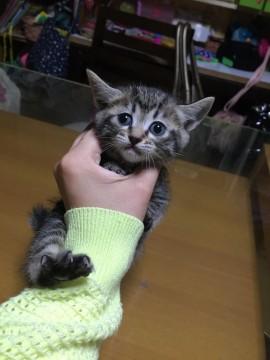 里親募集してます！