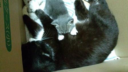 大分市　子猫ちゃん飼い主募集（１）