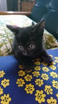 すこし毛が長めのクロちゃんです?