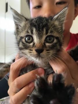 飼い主さん募集