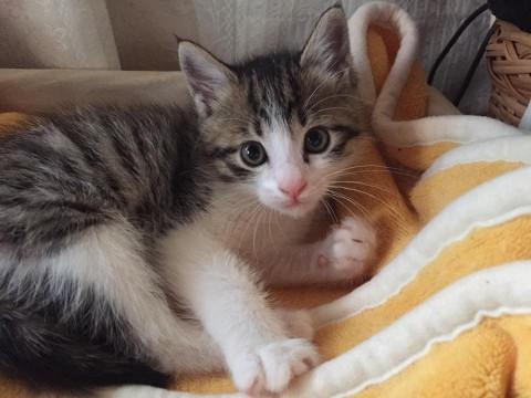 奈良県】イケメンのキジシロ猫 ゆずくんです。 - 猫の里親募集 
