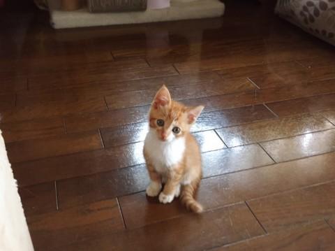 洞窟からレスキューの茶白