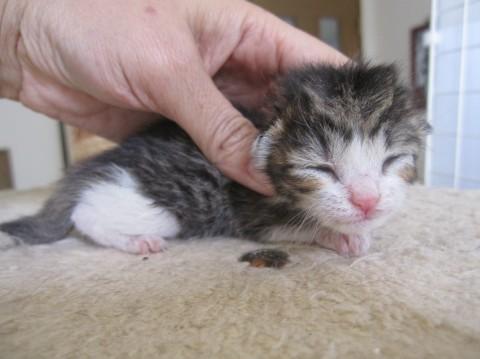 麦わら色のきじ白