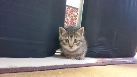 人が大好きなキジトラちゃん(*^^*)