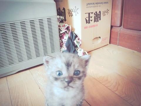 黒とグレーの猫ちゃん