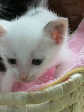 生後2ヶ月のかわいい仔猫ちゃんです