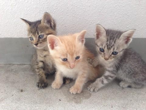 子猫ちゃん、助けて下さい‼️