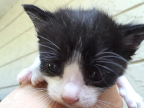 かわいい子猫ちゃん