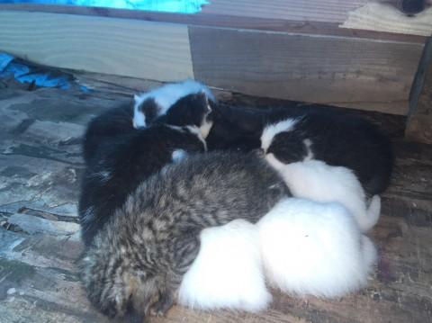 ☆かわいい子猫９匹の里親募集中です☆