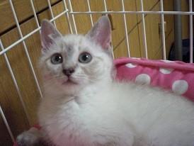 美猫なのに変顔もＯＫ！！