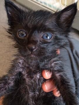 黒猫兄妹