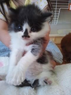 長毛の女の子の子猫、里親募集しています