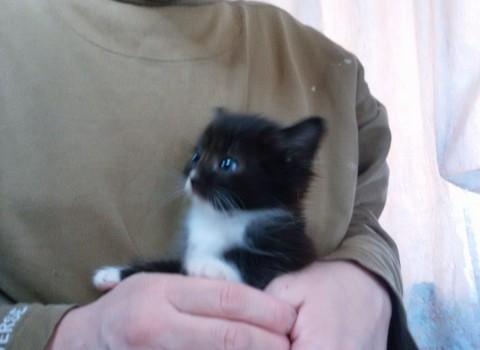 ５匹の子猫