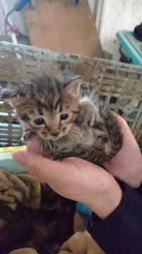 生まれたて5兄弟、残り一匹です。